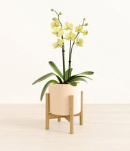 Load image into Gallery viewer, Cream stand:bamboo