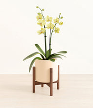 Load image into Gallery viewer, Cream stand:walnut