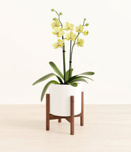 Load image into Gallery viewer, White stand:walnut