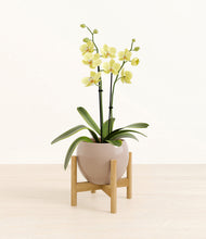 Load image into Gallery viewer, Desert Brown stand:bamboo