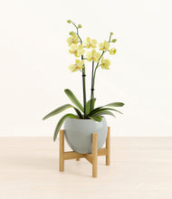 Load image into Gallery viewer, Deep Ocean stand:bamboo