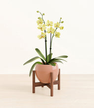 Load image into Gallery viewer, Calm Rose stand:walnut