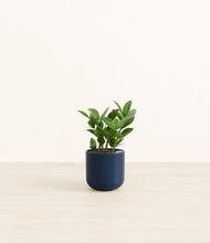 Load image into Gallery viewer, ZZ Plant