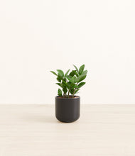 Load image into Gallery viewer, ZZ Plant