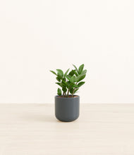 Load image into Gallery viewer, ZZ Plant