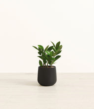 Load image into Gallery viewer, ZZ Plant