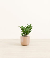 Load image into Gallery viewer, ZZ Plant