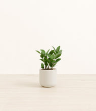 Load image into Gallery viewer, ZZ Plant