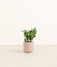 Load image into Gallery viewer, ZZ Plant