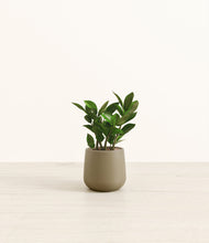 Load image into Gallery viewer, ZZ Plant