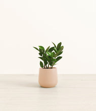 Load image into Gallery viewer, ZZ Plant