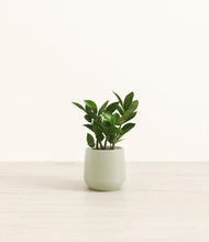 Load image into Gallery viewer, ZZ Plant