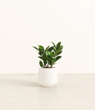 Load image into Gallery viewer, ZZ Plant