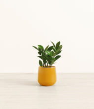 Load image into Gallery viewer, ZZ Plant