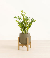 Load image into Gallery viewer, Olive stand:bamboo
