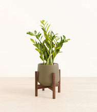 Load image into Gallery viewer, Olive stand:walnut