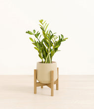 Load image into Gallery viewer, Almond Green stand:bamboo