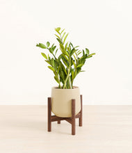 Load image into Gallery viewer, Almond Green stand:walnut