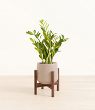 Load image into Gallery viewer, Eternal Gray stand:walnut