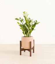 Load image into Gallery viewer, Gentle Pink stand:walnut