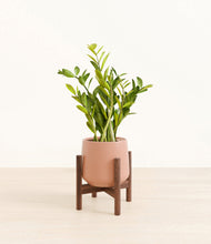 Load image into Gallery viewer, Calm Rose stand:walnut