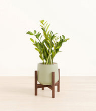 Load image into Gallery viewer, Turquoise stand:walnut