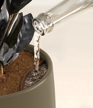 Load image into Gallery viewer, Olive stand:all