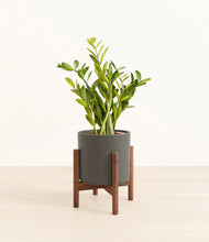 Load image into Gallery viewer, Dark Olive stand:walnut