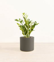 Load image into Gallery viewer, Dark Olive*****Profile