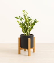 Load image into Gallery viewer, Black stand:light