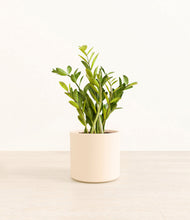 Load image into Gallery viewer, Cream*****Profile