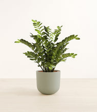 Load image into Gallery viewer, Sage Green*****Profile