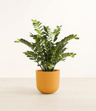 Load image into Gallery viewer, Sunset Orange*****Profile