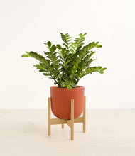 Load image into Gallery viewer, Earth Red stand:bamboo