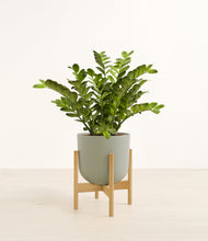Load image into Gallery viewer, Sage Green stand:bamboo