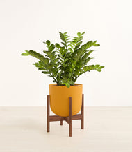 Load image into Gallery viewer, Sunset Orange stand:walnut