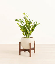 Load image into Gallery viewer, Shiny EggWhite stand:walnut