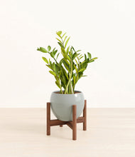 Load image into Gallery viewer, Deep Ocean stand:walnut