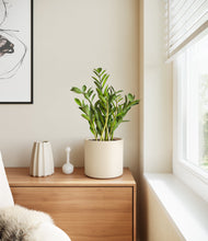 Load image into Gallery viewer, Cream