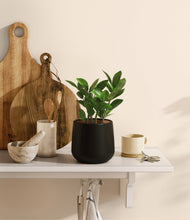 Load image into Gallery viewer, ZZ Plant