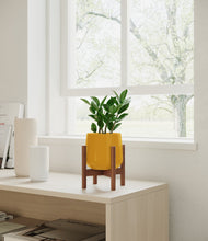 Load image into Gallery viewer, ZZ Plant