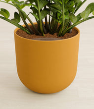 Load image into Gallery viewer, Sunset Orange stand:all
