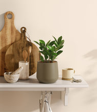 Load image into Gallery viewer, ZZ Plant