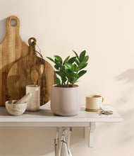 Load image into Gallery viewer, ZZ Plant