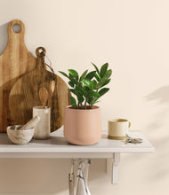 Load image into Gallery viewer, ZZ Plant