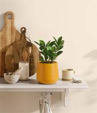 Load image into Gallery viewer, ZZ Plant