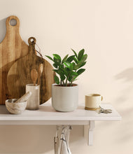 Load image into Gallery viewer, ZZ Plant