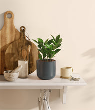 Load image into Gallery viewer, ZZ Plant