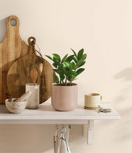 Load image into Gallery viewer, ZZ Plant