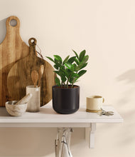 Load image into Gallery viewer, ZZ Plant